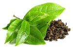 Green Tea Extract