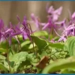 Corydalis (Yanhusuo Plant)