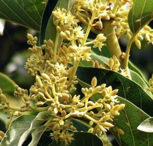 Muira Puama Powder 
