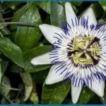Passionflower