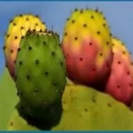 Prickly Pear