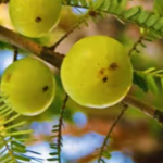 Amla