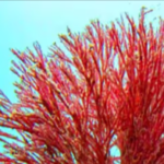 Haematococcus