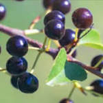 Maqui Berry