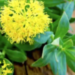 Rhodiola
