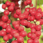 Schisandra