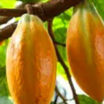 Theobroma-Cacao