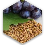Grape Seed Extract