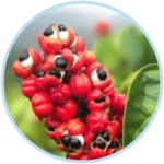 Guarana