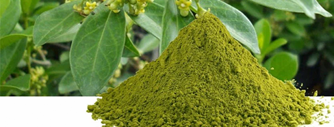 Gymnema sylvestre Leaf Powder.