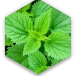 Nettle Extract