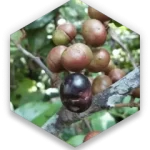 Pygeum Africanum Extract