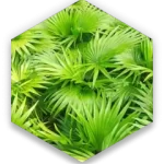 Saw Palmetto