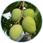 ​African Mango