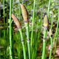 Horsetail Extract