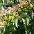 Three-Leaf Caper Extract