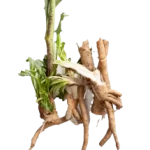 Chicory root