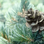 Lipophytol