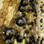 Myrciaria Jaboticaba