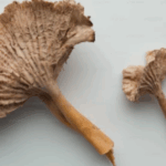Pygeum Africanum Extract