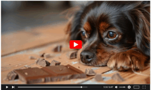 Stunning Can Baking Chocolate Kill A Dog image