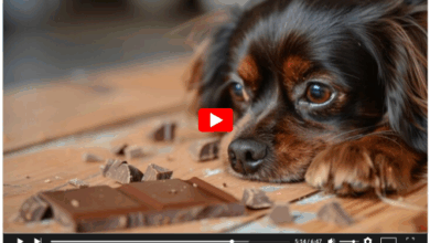 Add a How Much Chocolate Can Kill A Dog