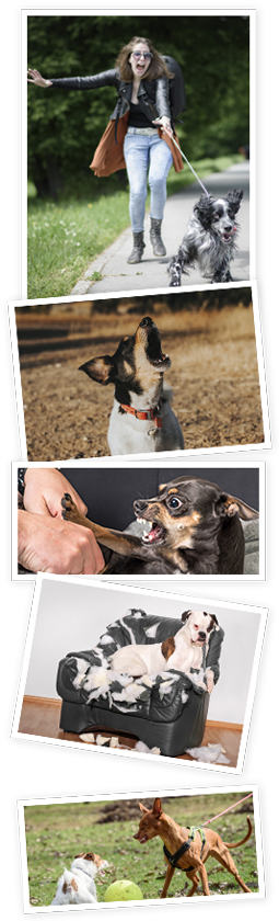 Brain Training for Dogs behaviour
