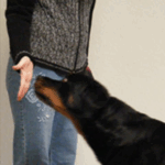 Brain Training for Dogs module1