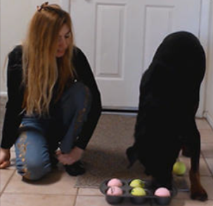 Brain Training for Dogs module2