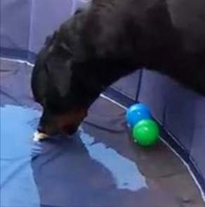 Brain Training for Dogs module3
