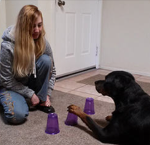 Brain Training for Dogs module4