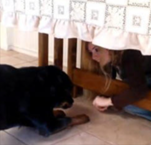 Brain Training for Dogs module5
