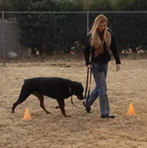 Brain Training for Dogs module6