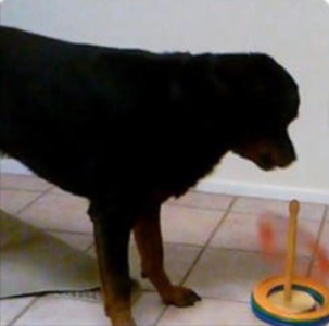 Brain Training for Dogs module7