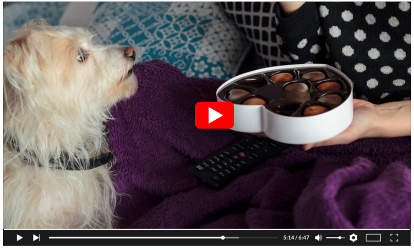 Chocolate Can Kill A Dog