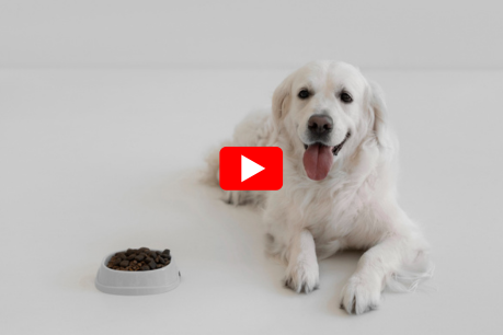 Dog Health