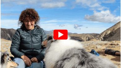 How Long Do Great Pyrenees Live