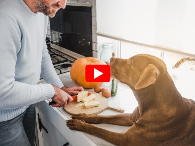 Metamucil Vs. Pumpkin For Dog