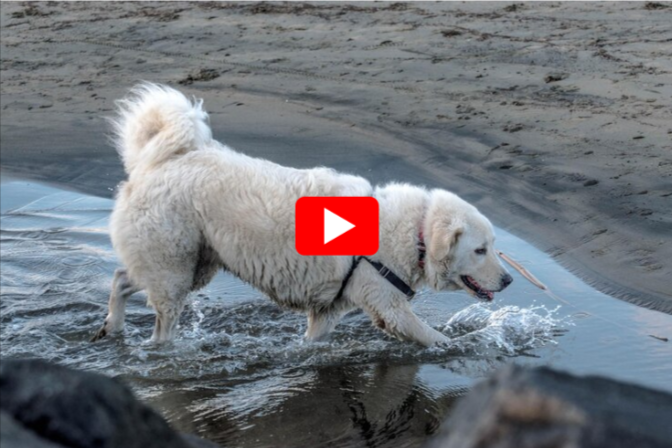 Pyrenees DOG