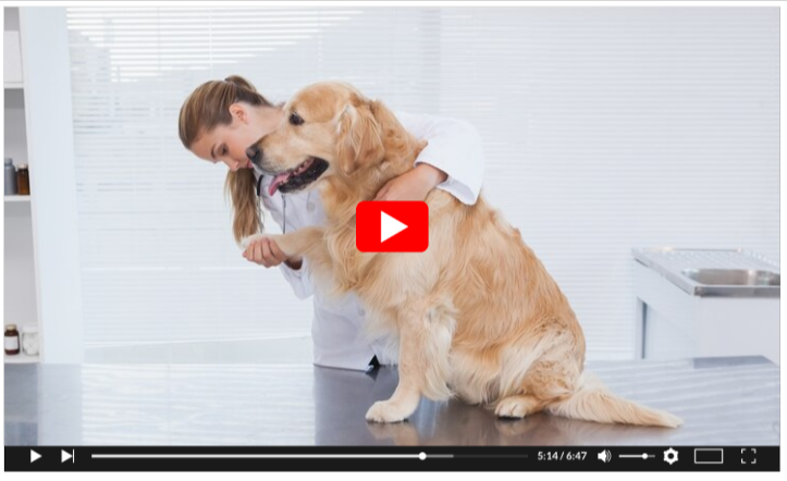 dog healths