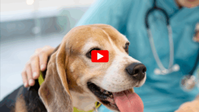 dog healths
