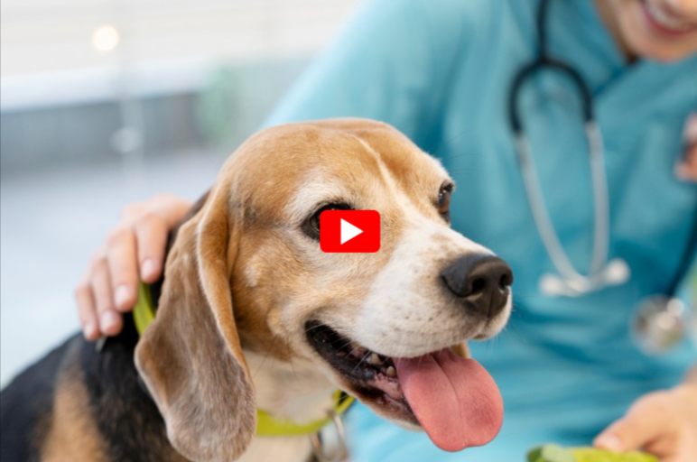 dog healths