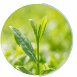 greentea