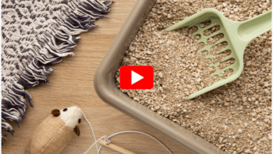 psyllium husk