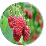 raspberry