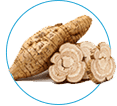 Astragalus Root