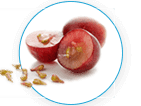 Grape Seed