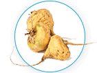 Maca Root