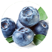 Blueberry-Extract