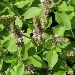 Tulsi